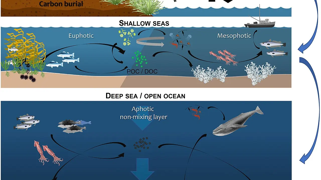 Blue Carbon: Nature’s Hidden Power