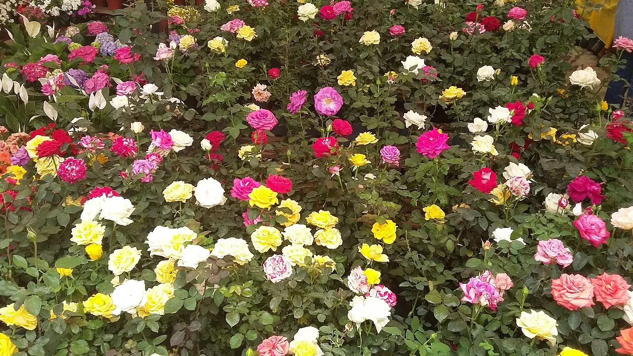 Espectáculo Bloom