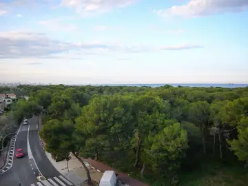 La Devesa del Saler (la pinada)
